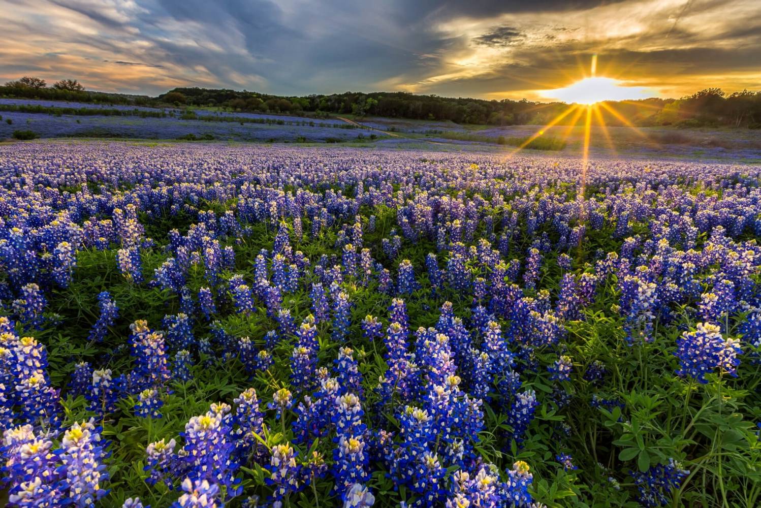 A Carpet of Bluebonnets