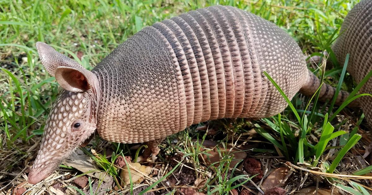 Armadillos in Texas Hill Country
