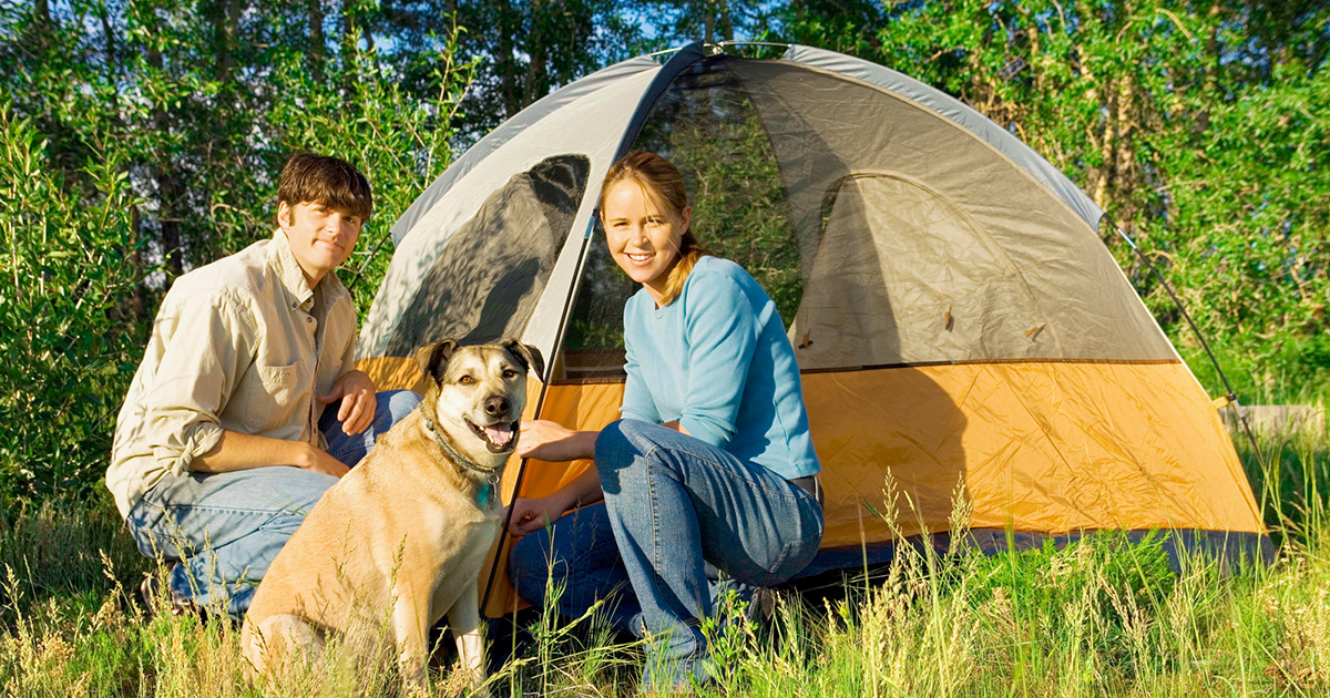 Camping with Dogs: Bringing Your Furry Friend Along for the Ride